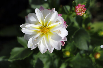 White dahlia flower in garden