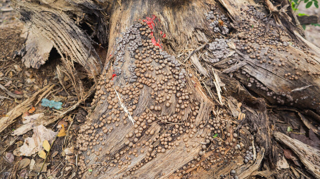 Lots of Bubble shaped Lycogala epidendrumon trunk of tree