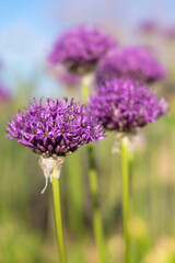 Purple Allium Ornamental Onion Spherical Flower Heads