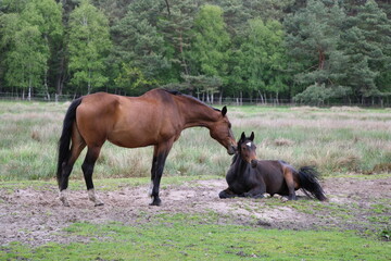 Wandern auf den Nordpfaden im Landkreis Rotenburg Wümme - Nordpfad Wümmeniederung (Hinking in northern Germany) | Pferde (horses)