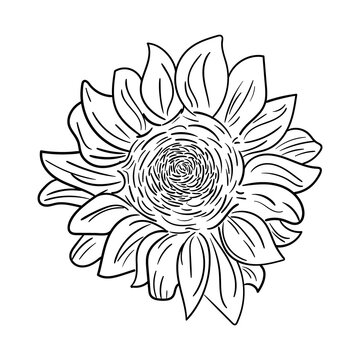 Illustration depicting a sunflower in sketch style. Vector illustration.