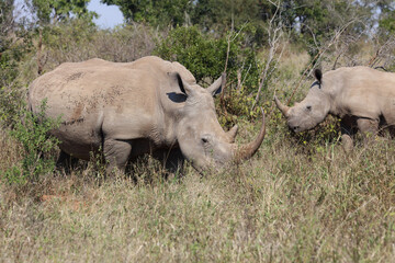 Breitmaulnashorn / Square-lipped rhinoceros / Ceratotherium Simum