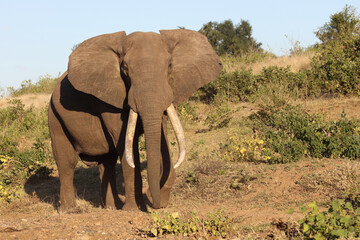 Fototapeta premium Afrikanischer Elefant / African elephant / Loxodonta africana