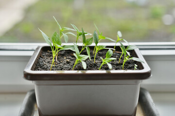 Growing sweet bell peppers on a windowsill