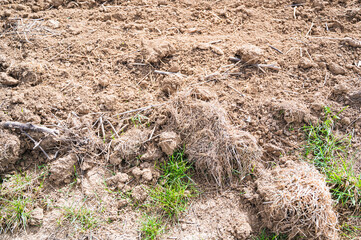 Close up of the earth bulbs in a field