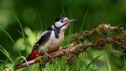bird, natur, tier, wild lebende tiere, ast, wild, baum, bird, green, bunt
