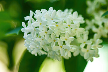 White lilac in the garden close-up.
