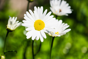 A closeup shot of blooming daisies on a meadow