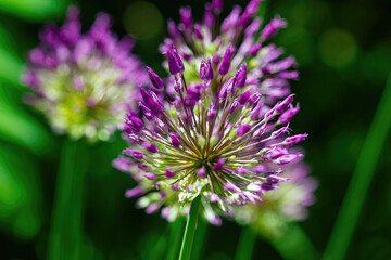 Lilac needle flower in the garden