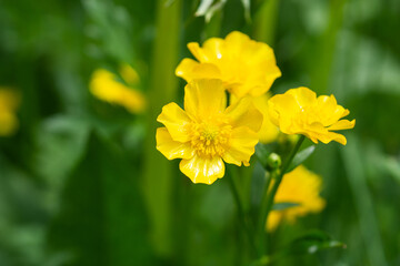 Fototapeta premium Creeping Buttercup Flowers in Springtime
