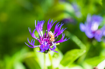 Closeup shot of a bee pollinating a purple knapweed flower