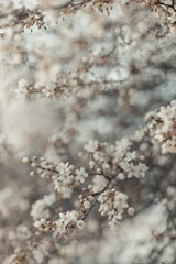 Naklejka premium Creative spring nature scene with white blooming tree in sunlight. Abstract blurred background web banner. Soft selective focus