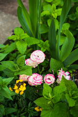 A closeup shot of blooming white and pink buttercup flowers
