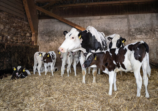 Mutterkuhhaltung, einige Kühe mit Kälbern im eingestreuten Strohstall, Symbolfoto.