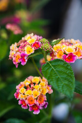A vertical closeup shot of blooming colorful West Indian Lantana flowers