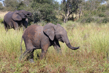 Fototapeta premium Afrikanischer Elefant / African elephant / Loxodonta africana...