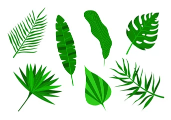 Fotobehang Tropische bladeren Set van tropische palmbladeren. Geïsoleerd op een witte achtergrond.