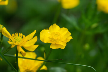 Fototapeta premium Creeping Buttercup Flowers in Springtime