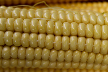 Freshly harvested corn, close up.