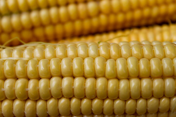 Macro. Freshly harvested ripe corns. Young corn on the cob. Close up.