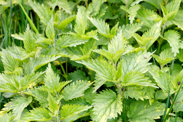 Fresh nettle leaves on a blurred green background. Medicinal plant.