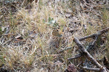 Pinos en Fuente del Tajo
