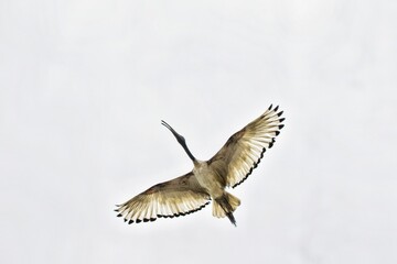 Fototapeta premium Fliegender Ibis