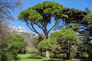 Italian stone pine (Pinus pinea) in front of Ai-Petri mountain background, Crimea, Vorontsov Palace...