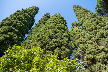 Evergreen Cypresses (Cupressus sempervirens Pyramidalis), perspective view