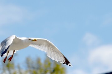 Möwe im Flug