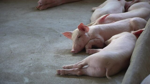 Group of pig that looks healthy in local ASEAN pig farm at livestock. The concept of standardized and clean farming without local diseases or conditions that affect pig growth or fecundity