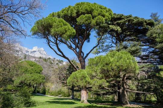 Italian stone pine (Pinus pinea) in front of Ai-Petri mountain background, Crimea, Vorontsov Palace and Park, Alupka region
