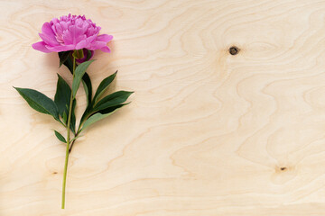Pink peony on wooden background.Holiday consept,Top view,Place for text