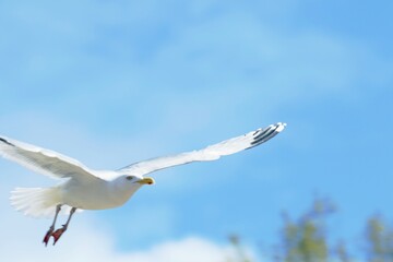 Möwe im Flug