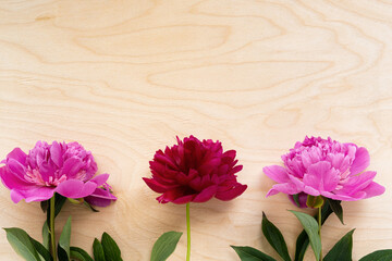 Three pink peonies on wooden background.Holiday consept,Top view,Place for text