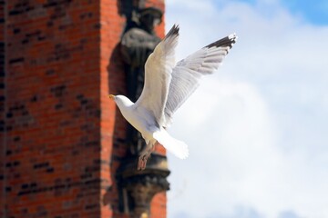 Möwe im Flug