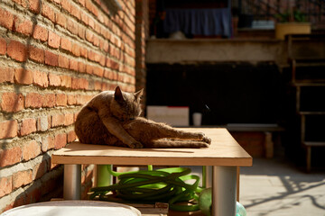 A stray cat is basking in the sun. Street animals in the city