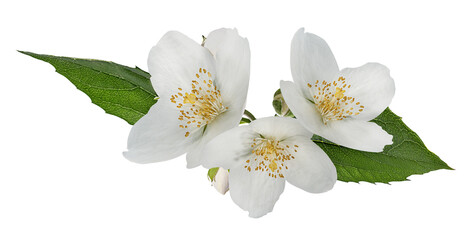 Jasmine flowers with leaves isolated on white background