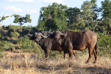Kaffernbüffel / African buffalo / Syncerus caffer