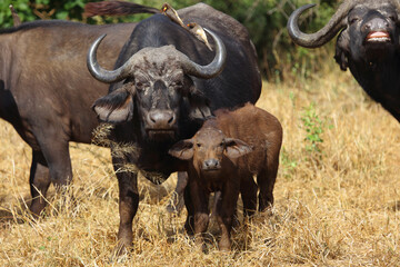 Fototapeta premium Kaffernbüffel und Gelbschnabel-Madenhacker / African buffalo and Yellow-billed oxpecker / Syncerus caffer et Buphagus africanus..