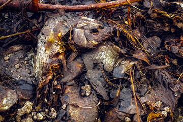 decomposing fish on the beach