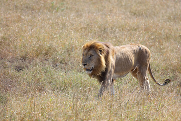 Afrikanischer Löwe / African lion / Panthera leo.