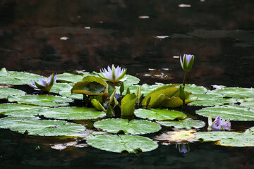 Water Lily floating with lily pads