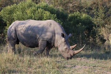 Fototapeta premium Breitmaulnashorn / Square-lipped rhinoceros / Ceratotherium Simum