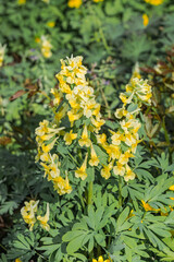 Corydalis bracteata in forest, Central Russia