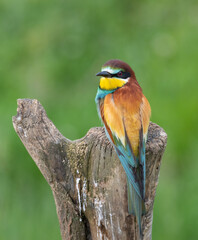 European bee eater perched on tree stump