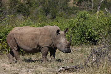 Breitmaulnashorn / Square-lipped rhinoceros / Ceratotherium Simum