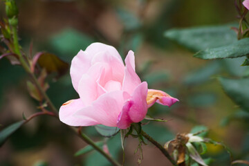 Pink Flower outdoors