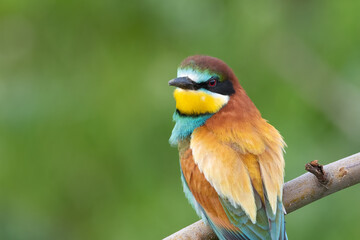 European bee eater perched on branch looking at camera Merops apiaster perching
