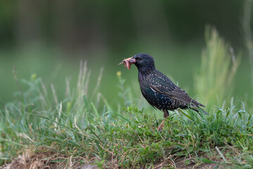  Common starling (Sturnus vulgaris) eating worms 